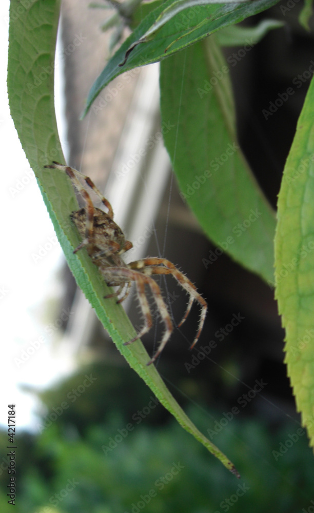 Spinne Spinne