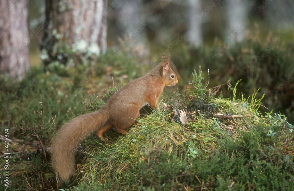 Red Squirrel Red Squirrel