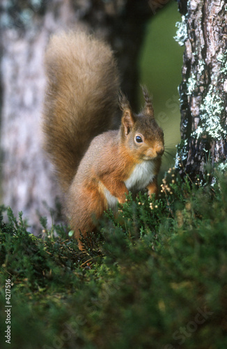 Red Squirrel © snapper