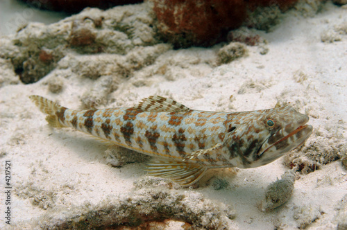 Sand diver (lizardfish) in Bonaire.