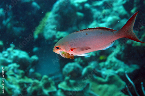 Creolefish with parasitic isopod, Bonaire.  photo