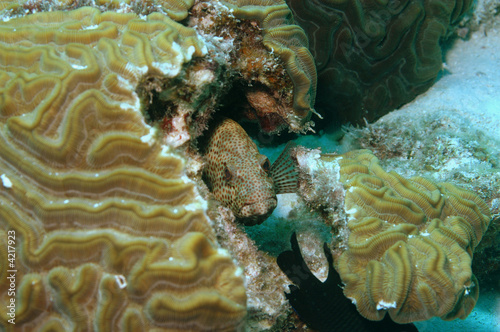 Graysby  grouper  hiding in brain coral  Bonaire.
