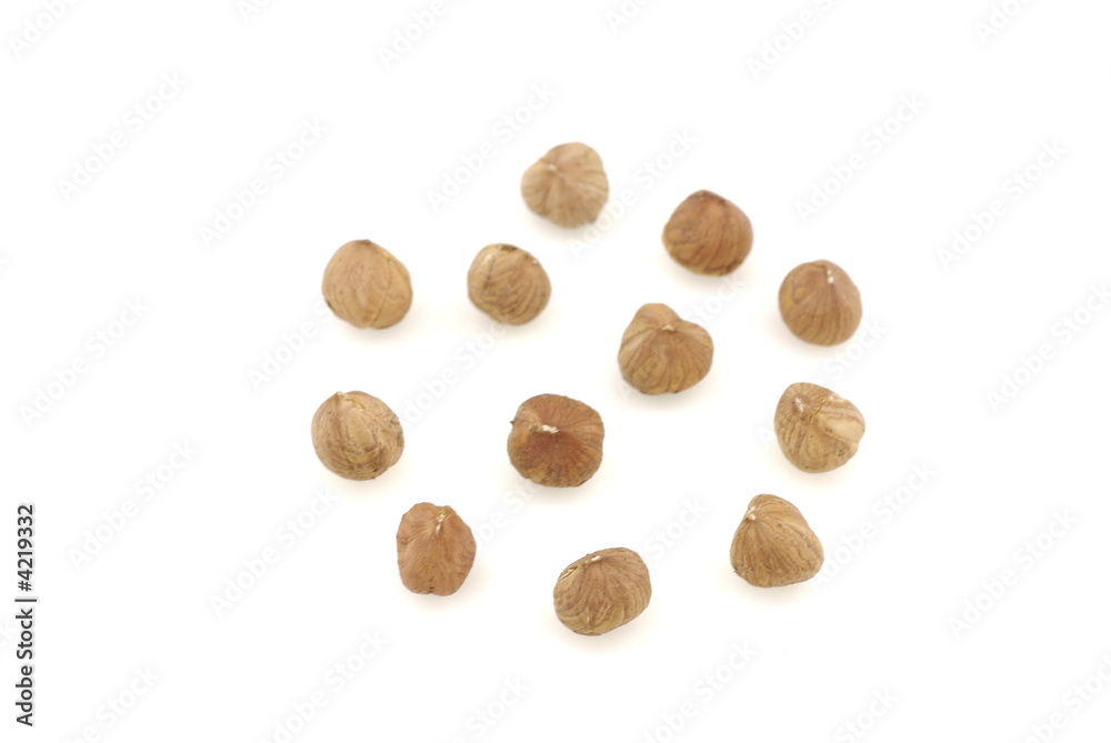Hazel nut Hazel nut
