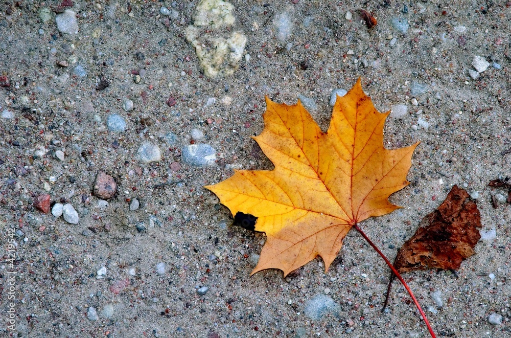 Alone autumnal maple leaf on sandy ground. Alone autumnal maple leaf on sandy ground.