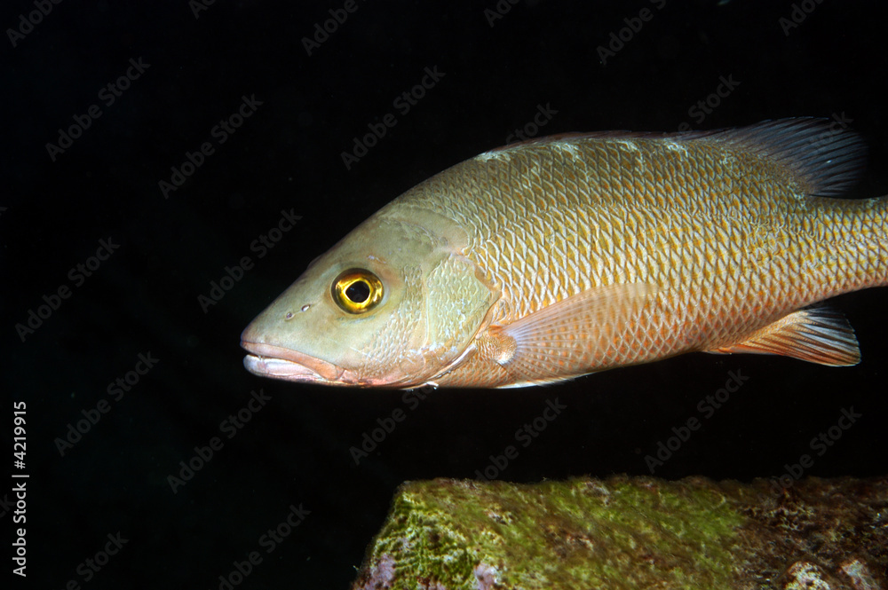 Mangrove snapper aka gray snapper in Bonaire. Mangrove snapper aka gray snapper in Bonaire.