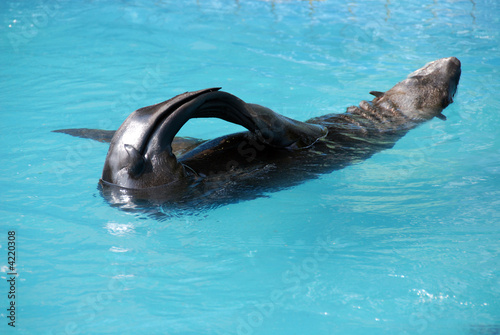 Картината върху платно foca