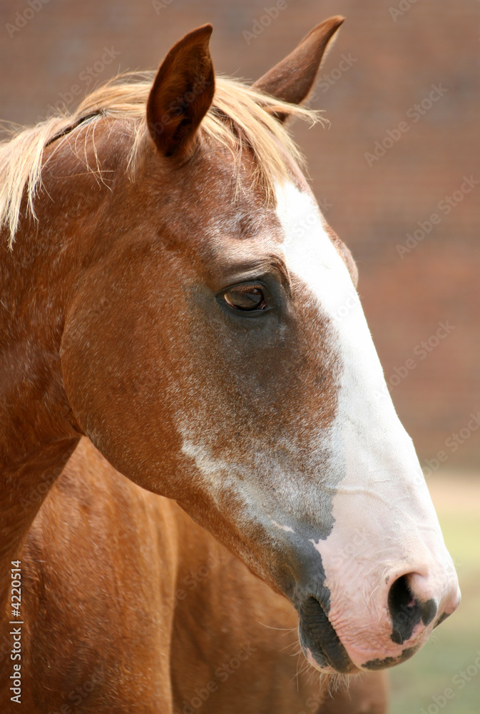 Obraz premium Chestnut Horse Portrait