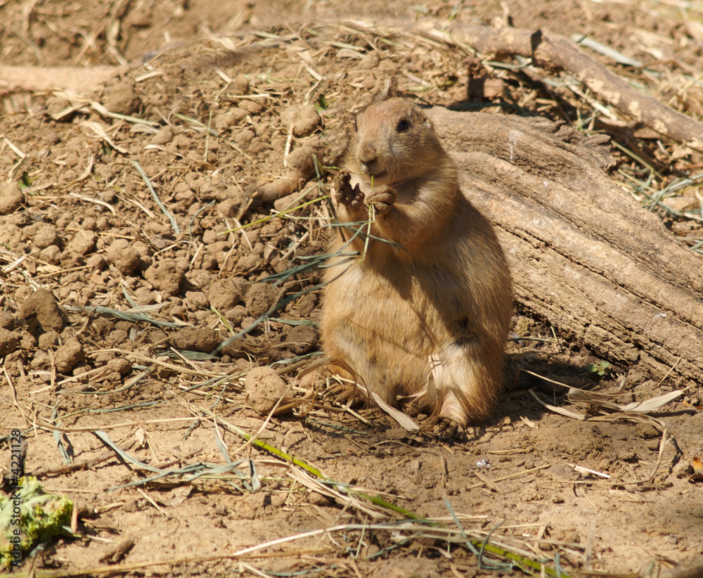 Prairie Dog Snack