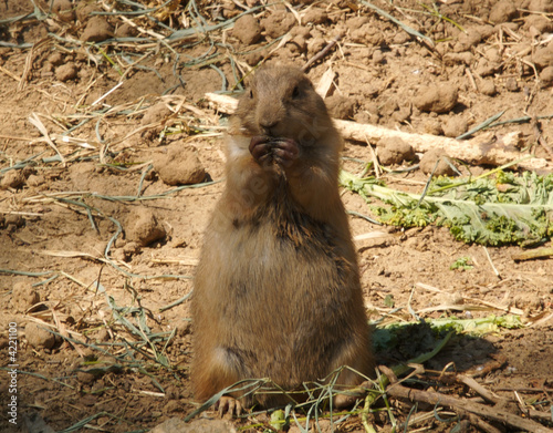 Prairie Dog snacks