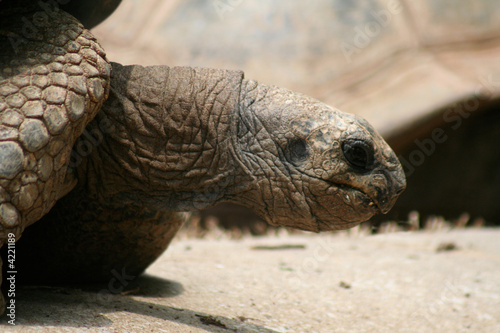 Tortoise Looking At Me