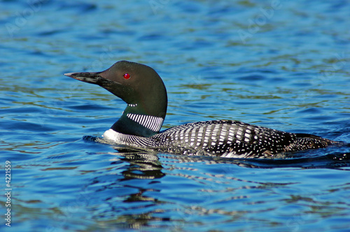 Immer gavia common loon