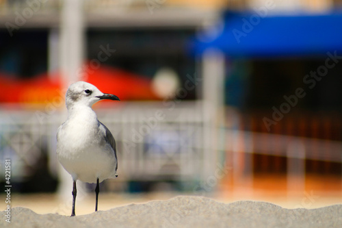 Seagull on the beach photo