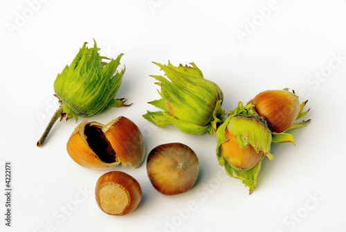 Haselnuss 04