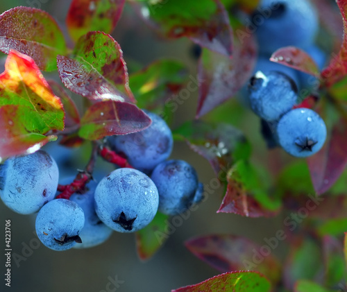 Wild Blueberries (Vaccinium myrtilloides)