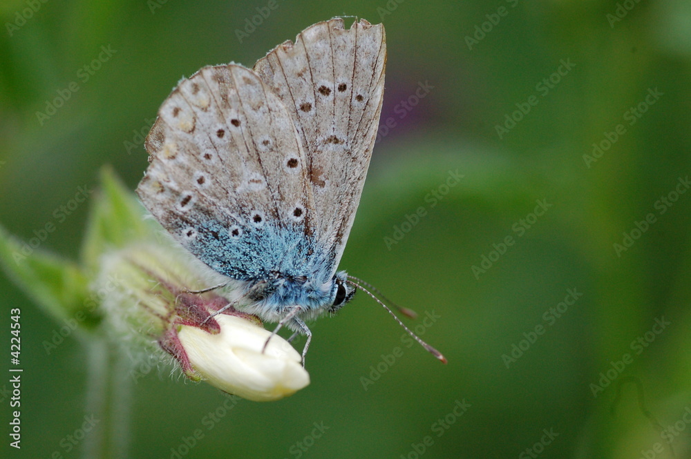 Obraz premium papillon