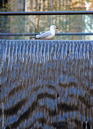Seagull on a fountain