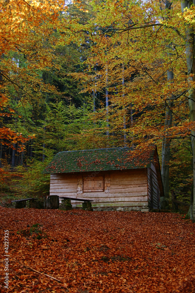 Forest ,1