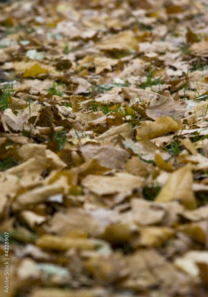 Closeup of fallen leaves