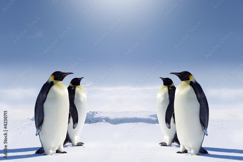 Fototapeta premium At the South pole