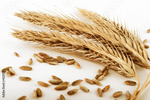 rye ears and grains