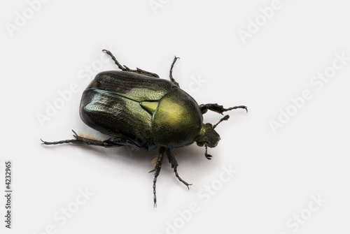 Scarab Beetle © Noam