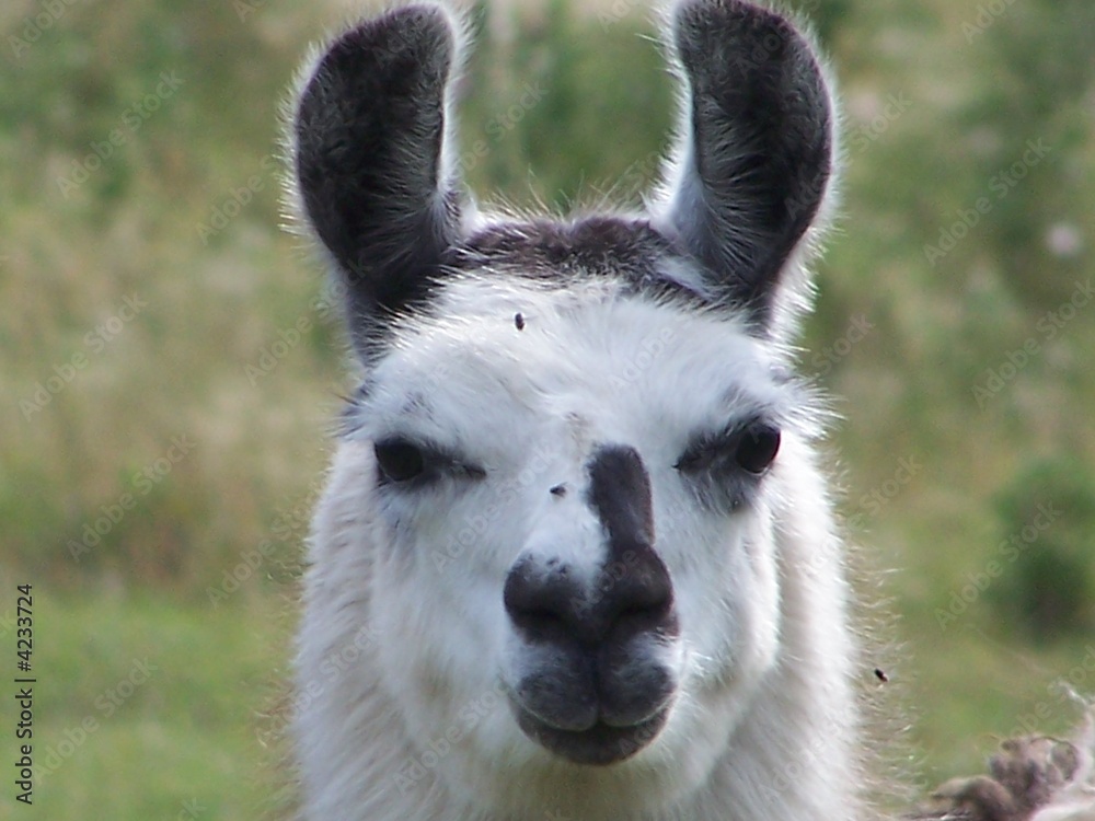 Llama looking at you