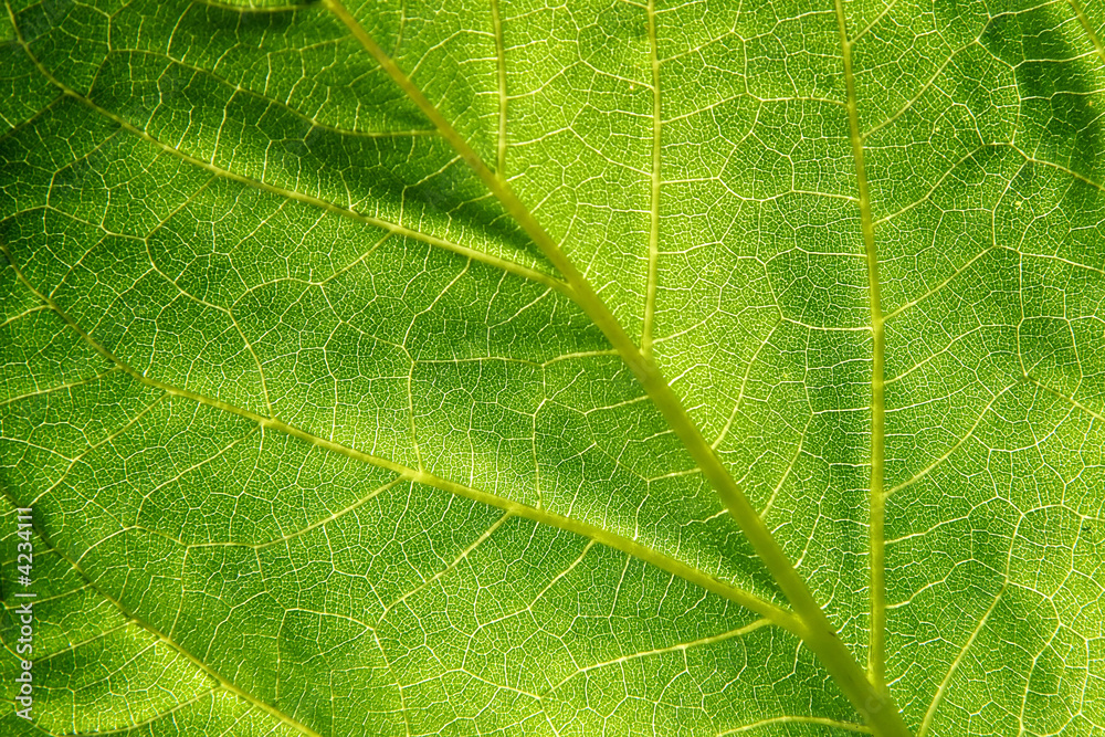 Obraz premium Leaf Structure