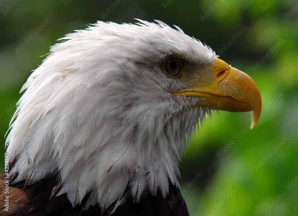 Fototapeta premium Bald eagle