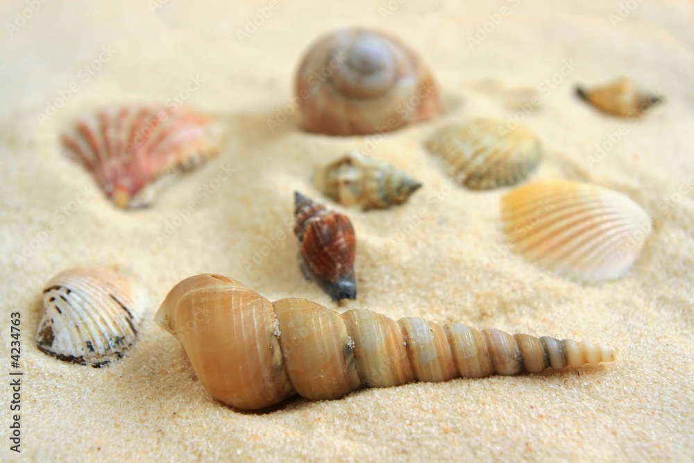 Seashells on bright of sand