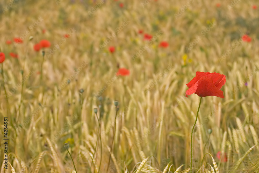 Poppies and corn Poppies and corn