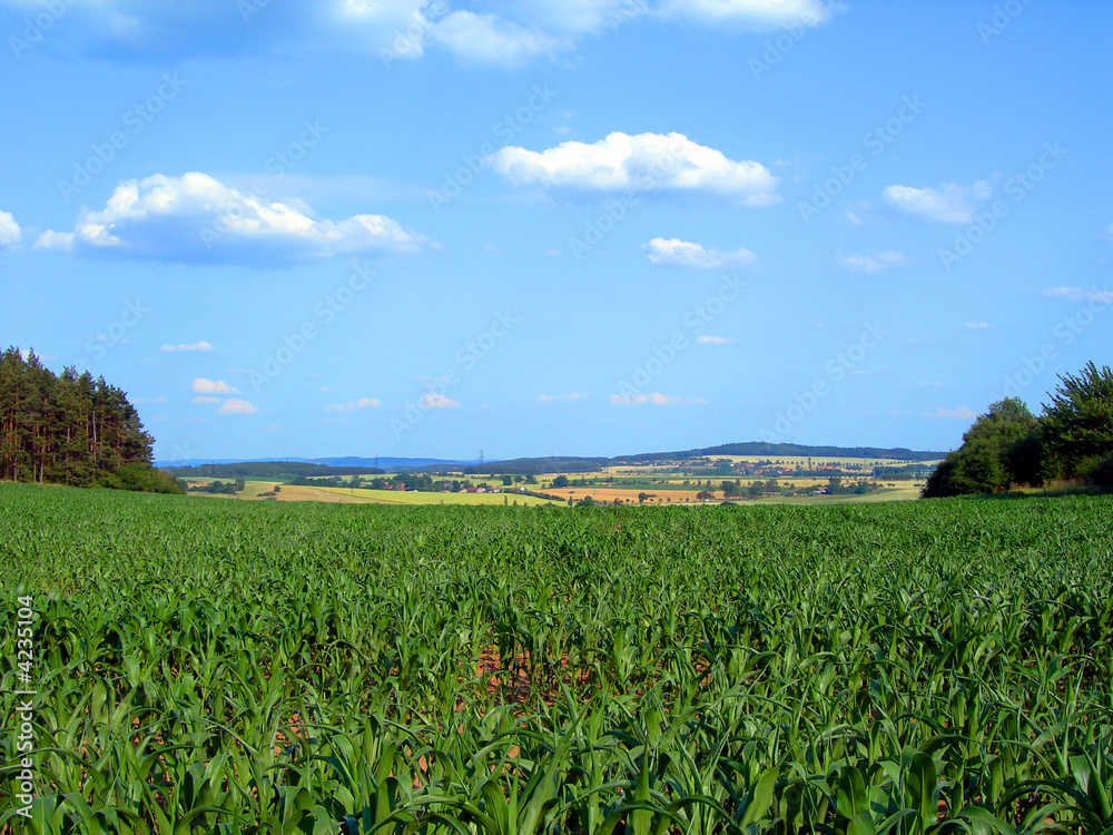 Corn field Corn field