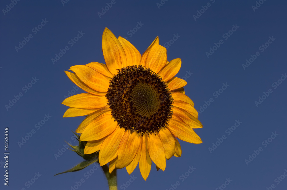 Fototapeta premium sunflower