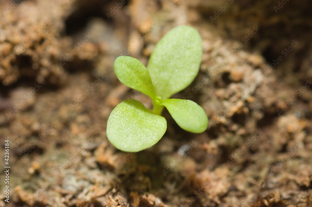Single green plant sprout Single green plant sprout