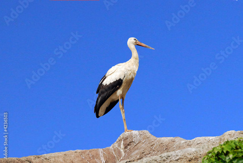 cicogna