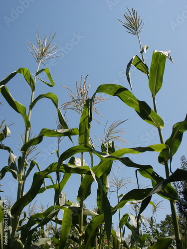 Corn