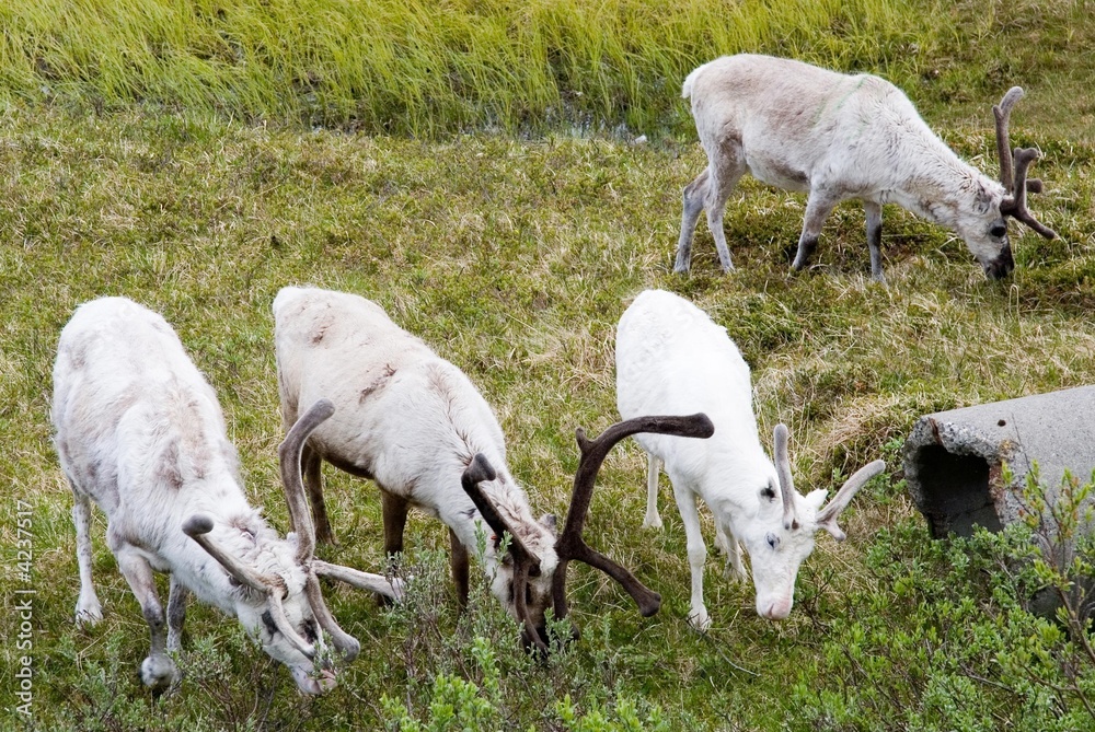 Fototapeta premium reindeer near North Cape, Norway