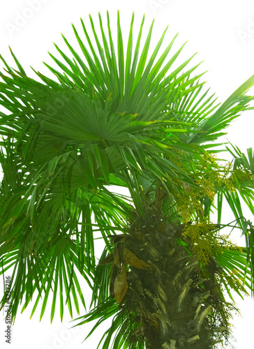 trunk and leaves of palm tree