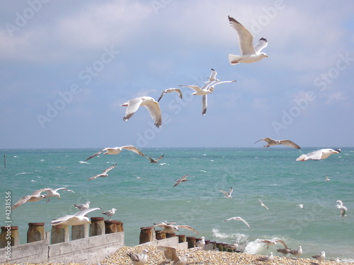 flying seagulls on the beach