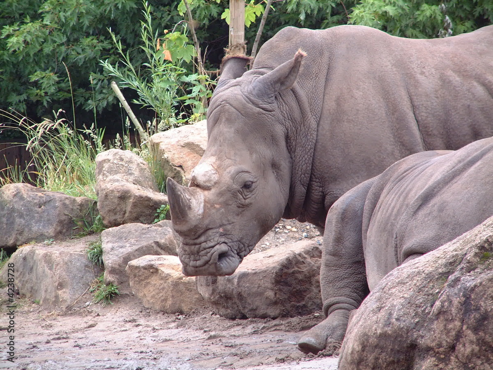 Obraz premium Nashorn