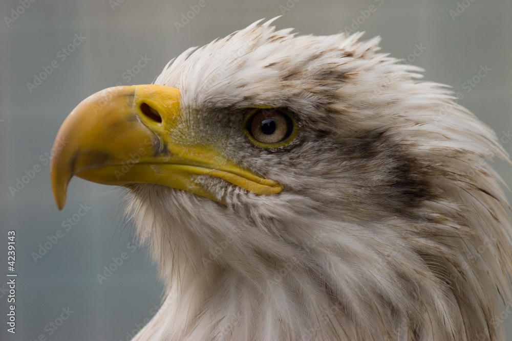Aigle 4 Aigle 4