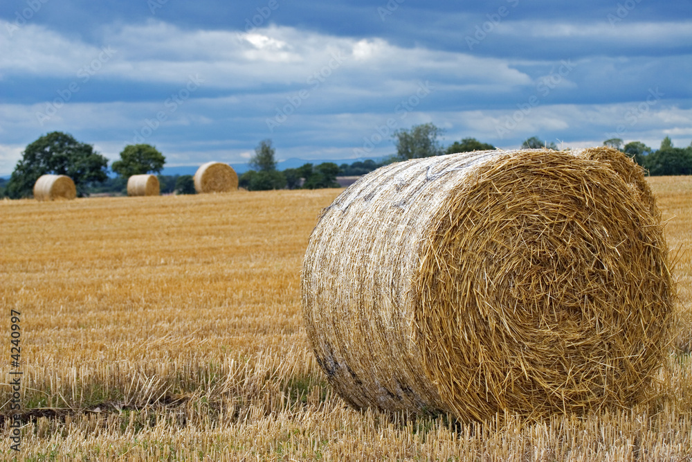 Harvest