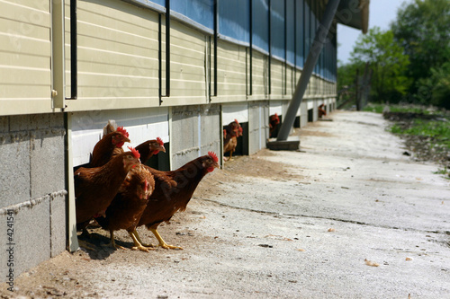 Production Oeufs