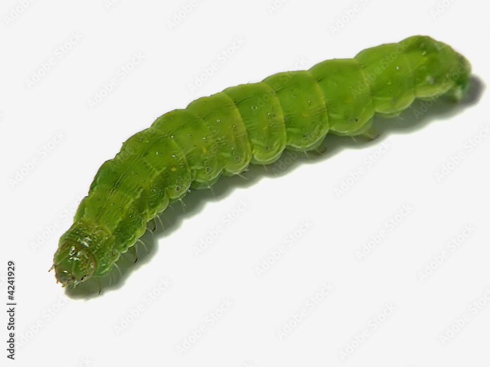 green fat worm green fat worm