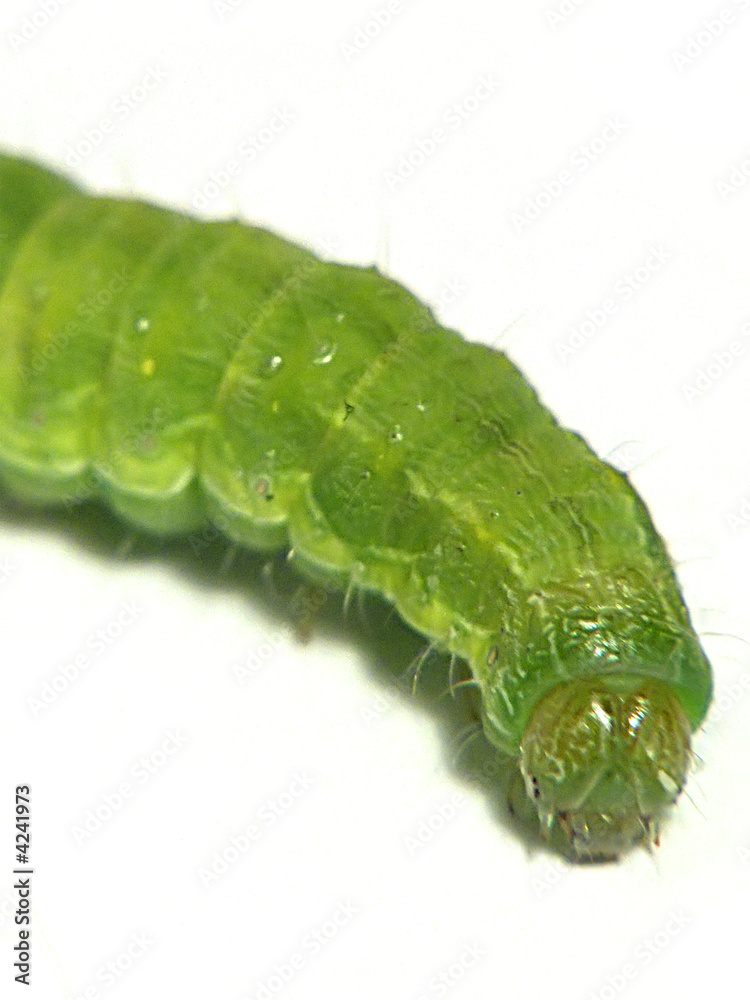 green fat worm Stock Photo
