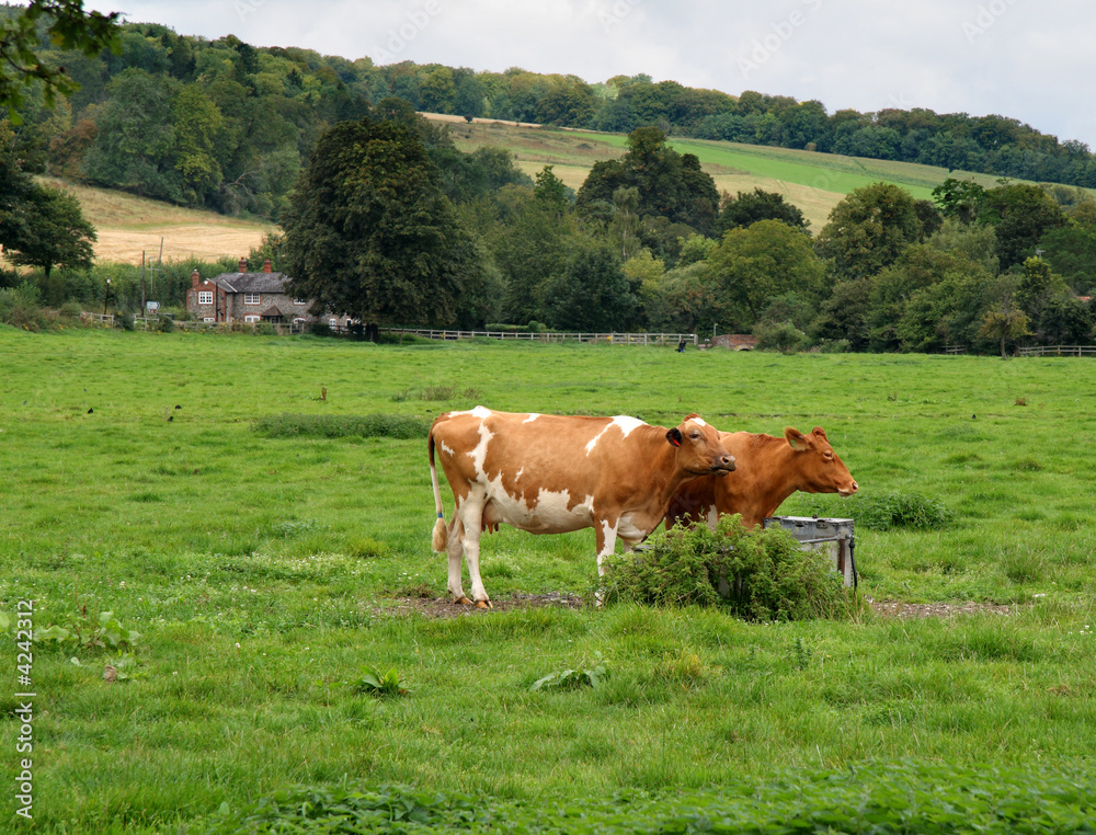 Cows Garzing in an English meadow