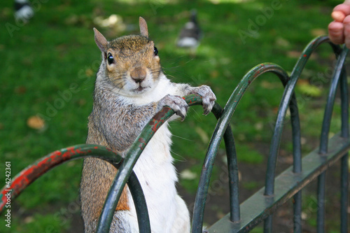 Grey Squirrel photo