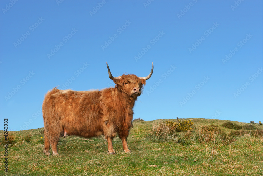 Dexter Highland Cow Dexter Highland Cow