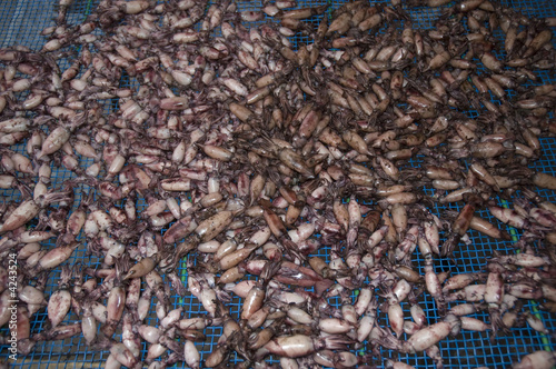 Dried squid (ika), Amanohashidate,Japan