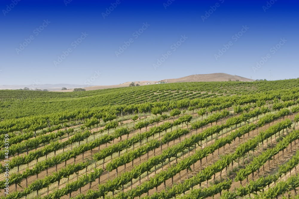 California vineyard