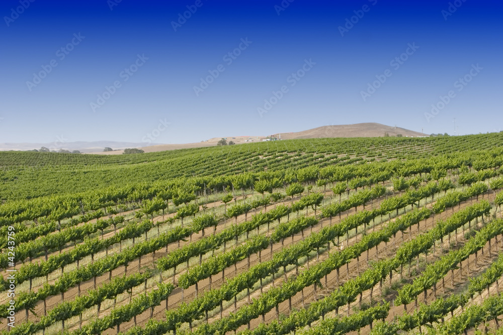 California vineyard